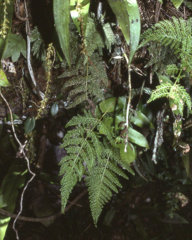 Davallia brevipes