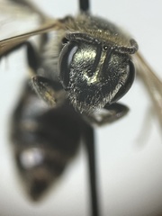 Lasioglossum diversopunctatum
