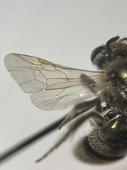Lasioglossum diversopunctatum