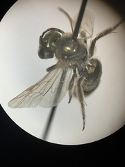 Lasioglossum diversopunctatum