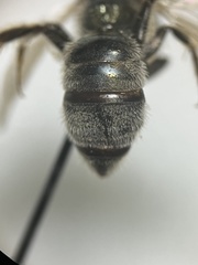 Lasioglossum diversopunctatum