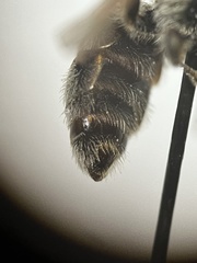 Lasioglossum diversopunctatum