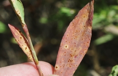 Uromyces polygoni-avicularis