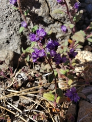 Phacelia humilis