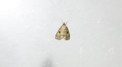 Parahypenodes quadralis