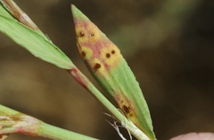 Uromyces polygoni-avicularis