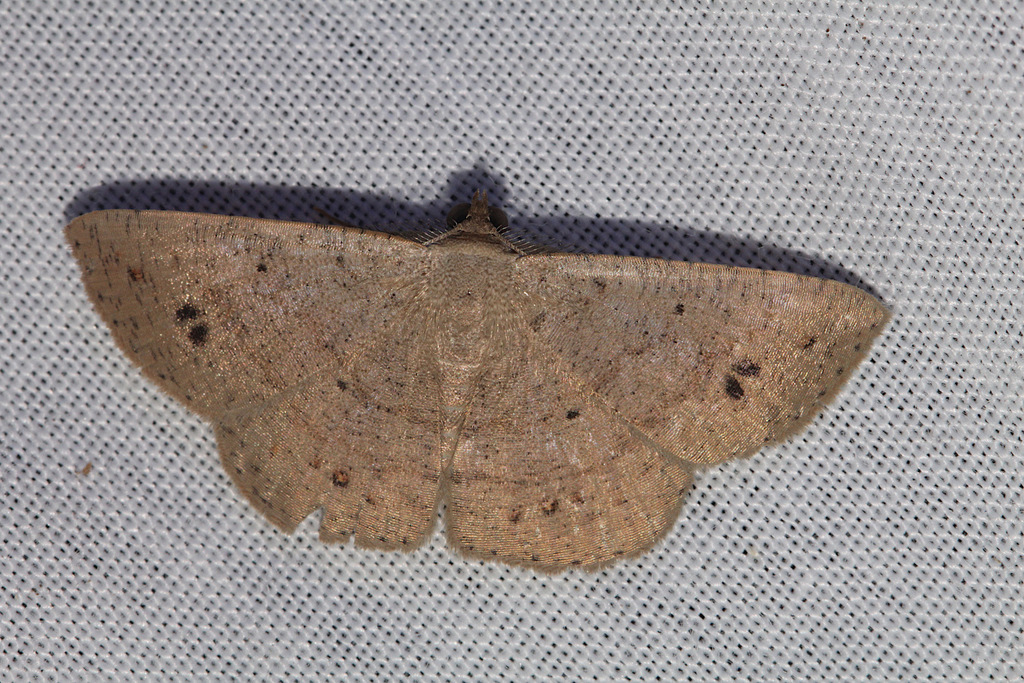 Pomaderris Moth