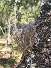 Tillandsia setacea