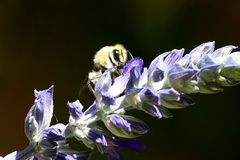 Bombus vandykei