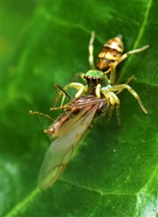 Cosmophasis