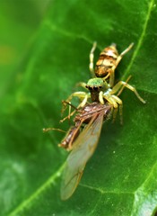Cosmophasis