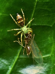 Cosmophasis