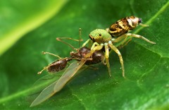 Cosmophasis