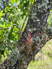 Tillandsia simulata