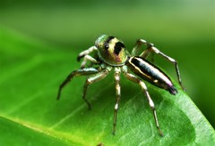 Cosmophasis