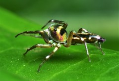 Cosmophasis