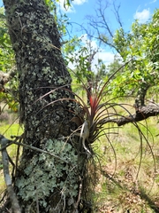 Tillandsia simulata