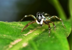 Cosmophasis