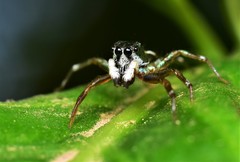 Cosmophasis