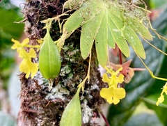 Erycina pumilio