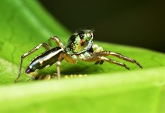 Cosmophasis
