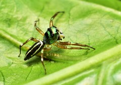 Cosmophasis