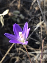 Brodiaea santarosae
