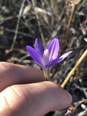 Brodiaea santarosae