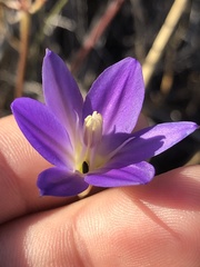 Brodiaea santarosae