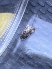 Endothenia marginana