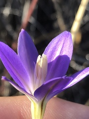 Brodiaea santarosae