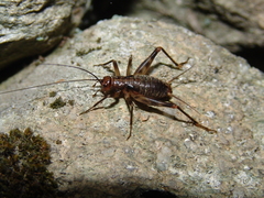 Petaloptila andreinii