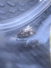 Endothenia marginana