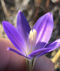Brodiaea santarosae