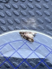 Endothenia marginana