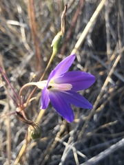 Brodiaea santarosae