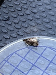 Endothenia marginana