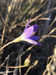 Brodiaea santarosae