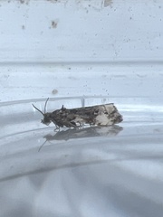 Endothenia marginana