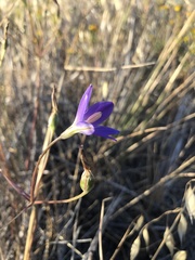 Brodiaea santarosae