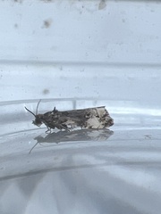 Endothenia marginana