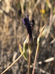 Brodiaea santarosae