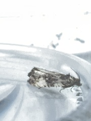 Endothenia marginana