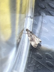 Endothenia marginana