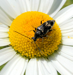 Toxoleptura vexatrix