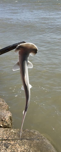 Bonnethead photographed in Texas