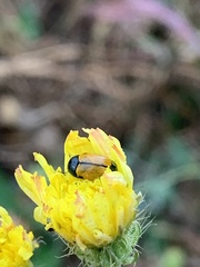 Cryptocephalus rugicollis