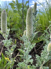 Dalea obovata