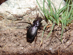 Pterostichus truncatus