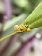Pleurothallis dibolia